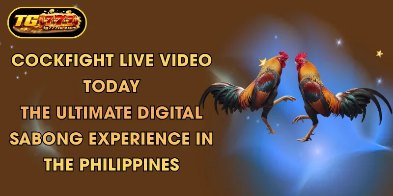 cockfight live video today the ultimate digital sabong experience in the philippines
