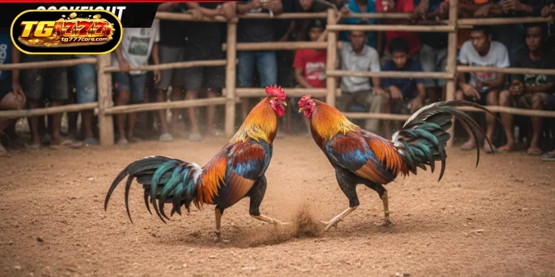 Reasons why enthusiasts search for Cockfight live video today